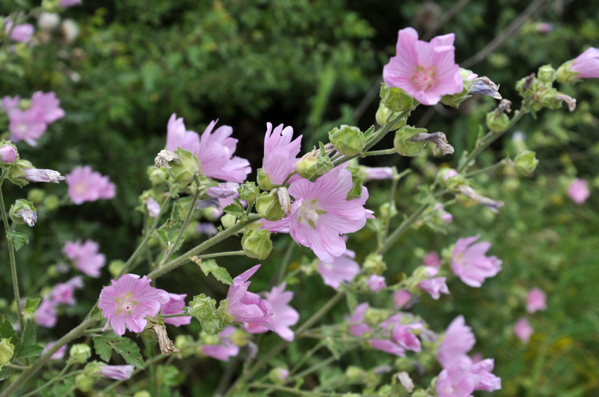 MALVA SYLVESTRIS FLOWER EXTRACT (BlütenExtrakt der wilden