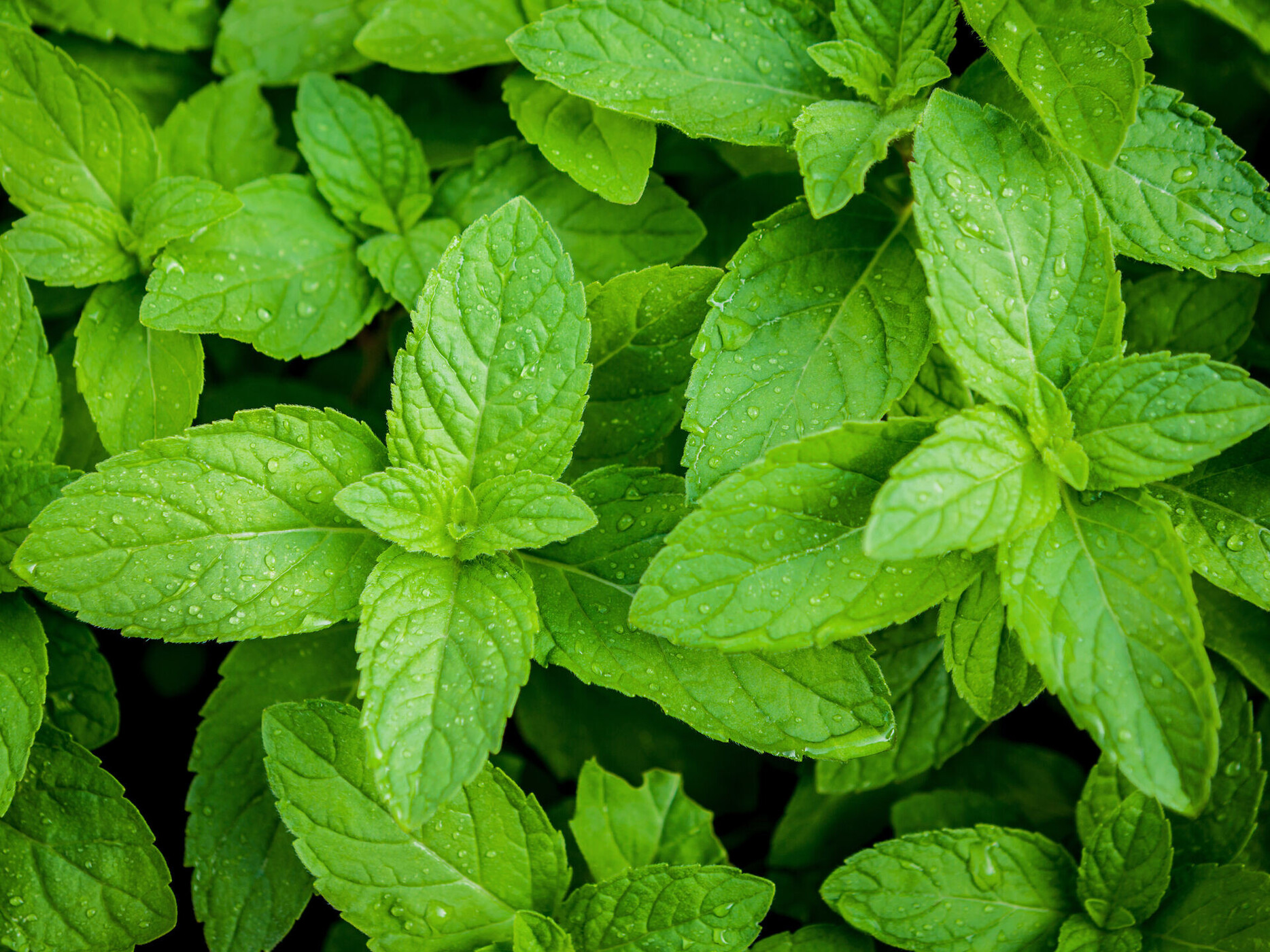 Mentha Piperita Oil Wirkstoffe Lombagine